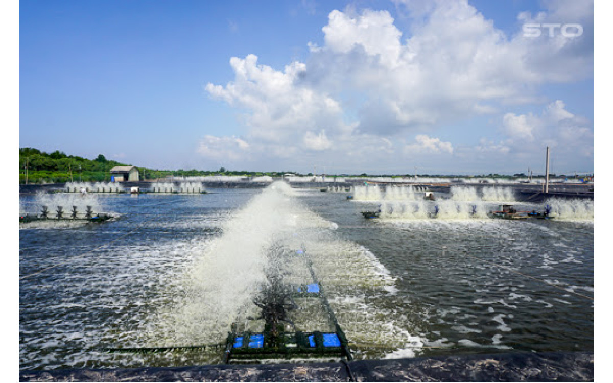 Doanh nghiệp tr&ocirc;ng đợi tăng tốc cấp m&atilde; số v&ugrave;ng nu&ocirc;i t&ocirc;m